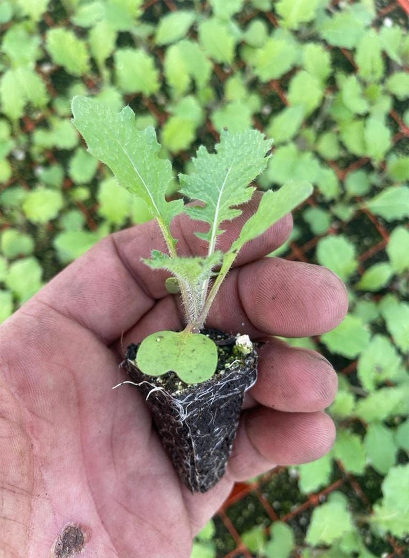 GGOOT Turnip Plug Plants "Grow Your Own" Vegetables 'Ready to Plant Now' Young Vegetable Plants (12) - Image 2