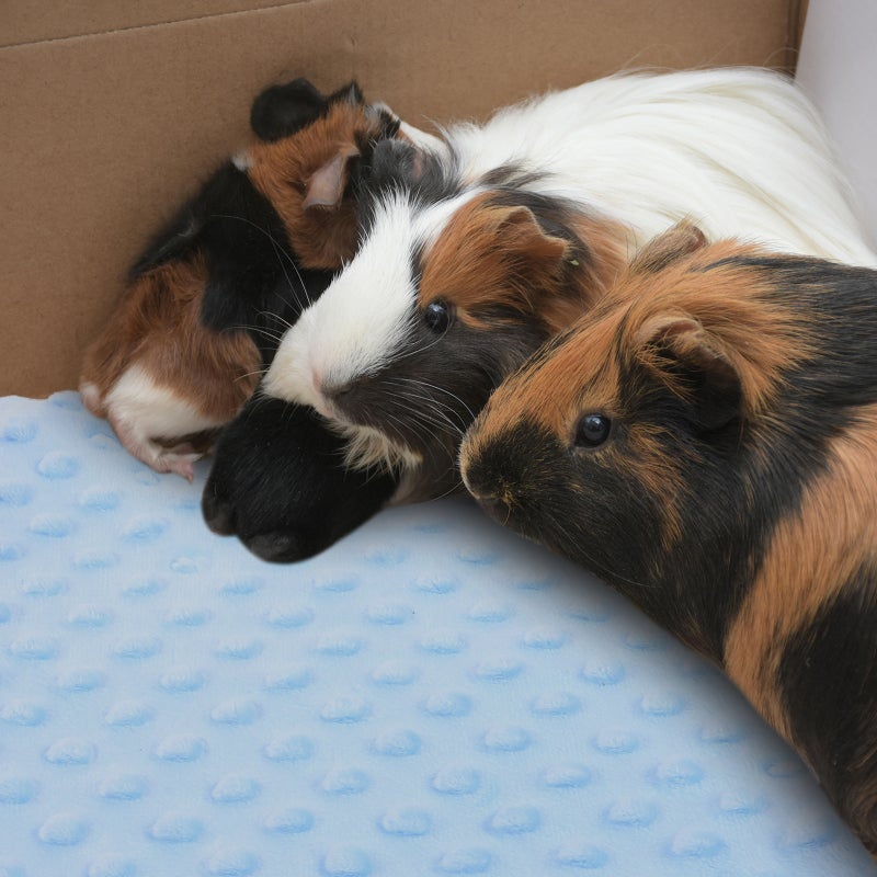 Hamster Blanket Liner Water Absorbing Pet Blanket Hamster Sleep Mat - Image 2