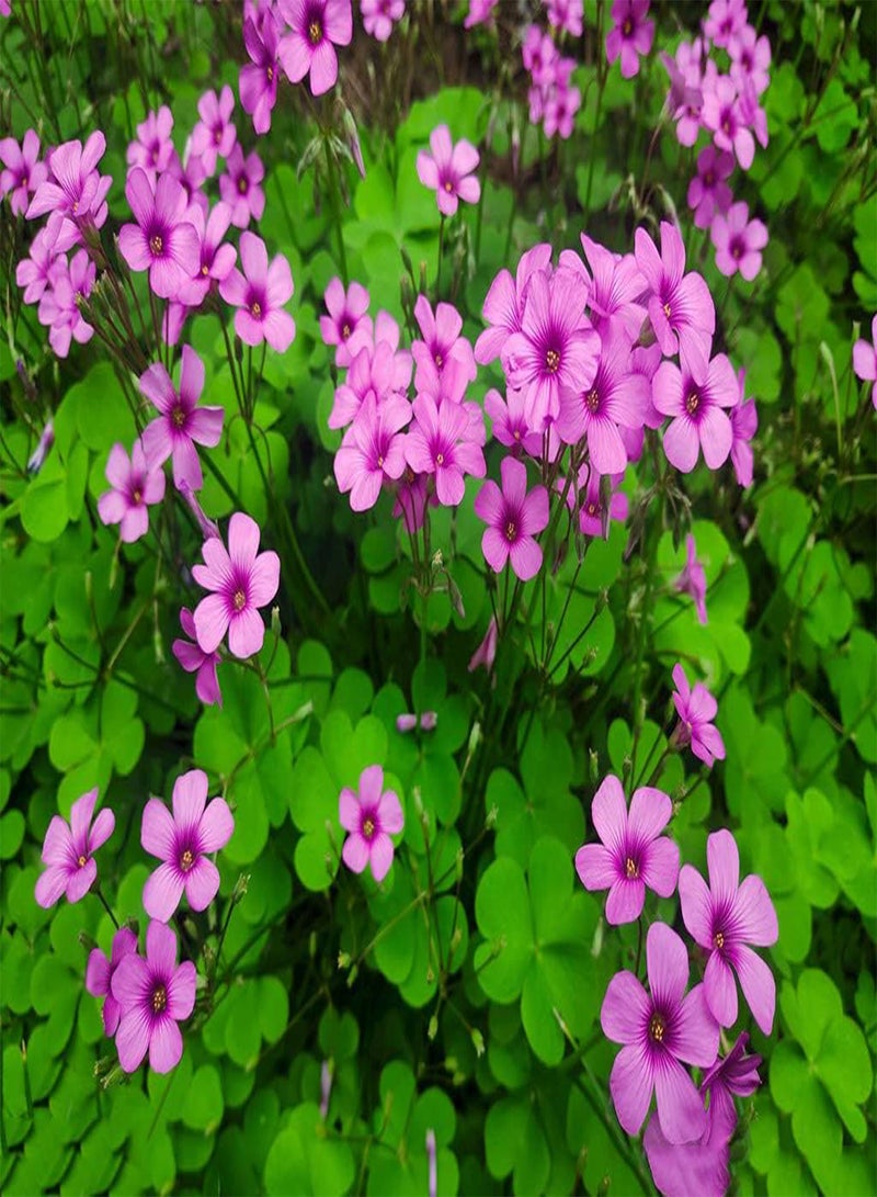 GGOOT 10pcs Roze Oxalis Bollen Bloemen Licht Geur Droogte Tolerant Overblijvend Kruid Sterk Aanpassingsvermogen Landschapsarchitectuur Niet Veel Onderhoud Vereisen - Image 3