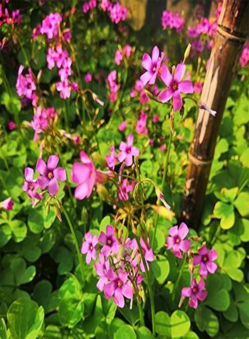 GGOOT 10pcs Roze Oxalis Bollen Bloemen Licht Geur Droogte Tolerant Overblijvend Kruid Sterk Aanpassingsvermogen Landschapsarchitectuur Niet Veel Onderhoud Vereisen - Image 2