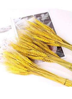 Excefore Dried Wheat Sheaves Stalks Bouquet Bundles, 100 Stems Natural Ear of Wheat Grain Flowers Dry Grass Bunch DIY Arrangements for Home Wedding Store Decorative  - Image 5