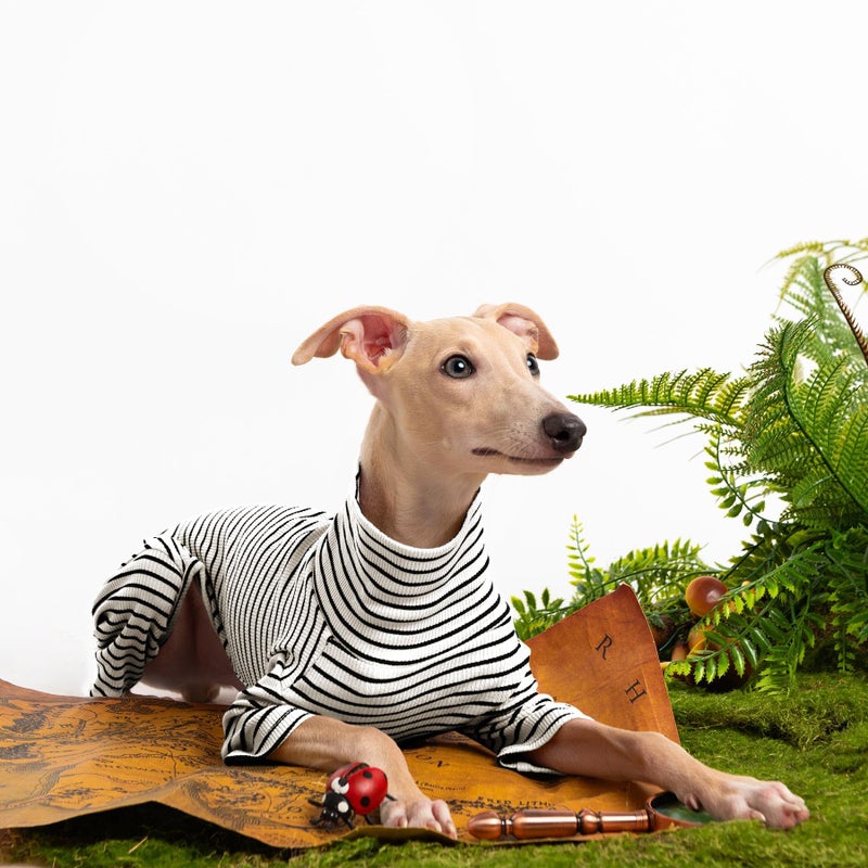 Haloumoning Dog Sweaters for Small Dogs Girls Boys, Striped Pet Sweaters for Fall Winter Dog Clothes, Turtleneck Pullover Knitwear for Small Medium Large Dogs - Image 5