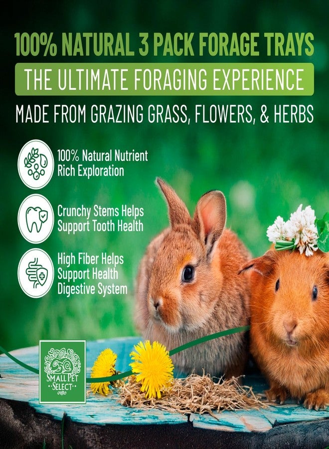 Small Pet Select Forage Tray Bundle, 3 Pack of Foraging Trays for Rabbit, Guinea Pig, Hamster or Bunny - Natural Treats, Dandelion, Flower, Herb Mix 2.5oz Each - Image 2