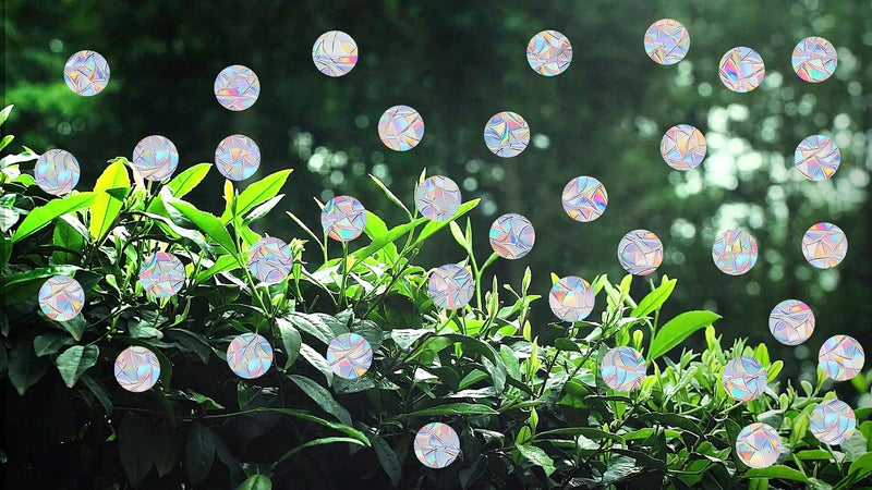 AREAWA 81 Pieces Circle Window Decals for Bird Strikes - Anti-Collision Clings to Save Birds,Non Adhesive Vinyl Rainbow Suncatch Stickers, Easy Remove No Residue and Reusable - Image 5