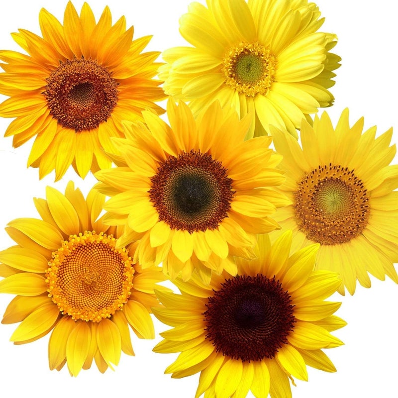Zonon 72 Piece Summer Wall Decals  Removable Sunflower Stickers 3D Peel  Stick Decals for Cars Crafts Baby Bathroom Kids  Living Room Decor - Image 1