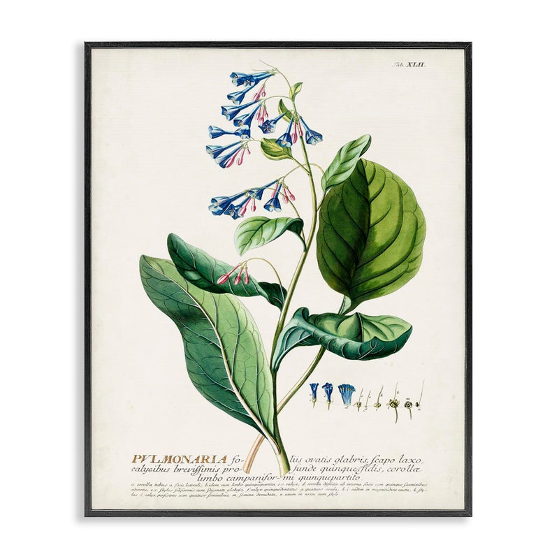 Stupell Industries Botanical Plant Illustration Blue Flowers Vintage Design Black Framed Wall Art MultiColor Model Number fap215_fr_16x20 1600 x 2000