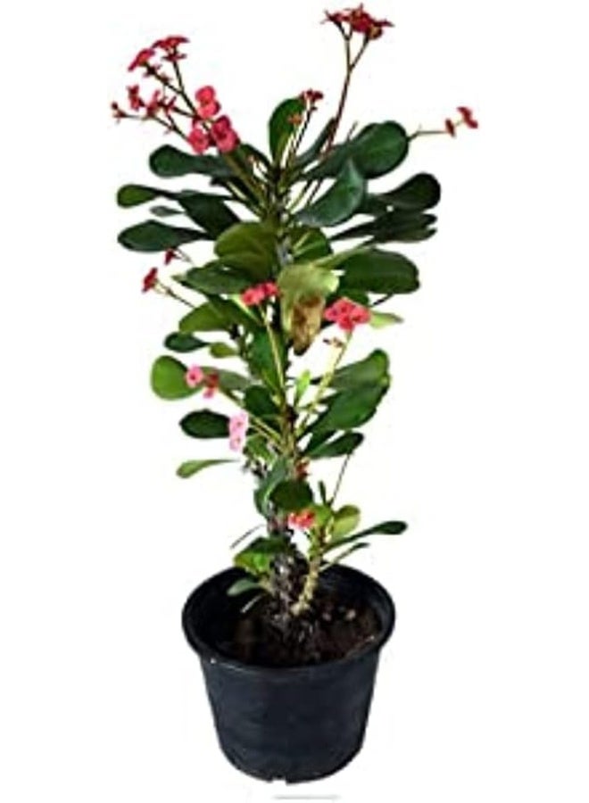 Dubai Garden Centre Euphorbia Milli Outdoor Plant, Green