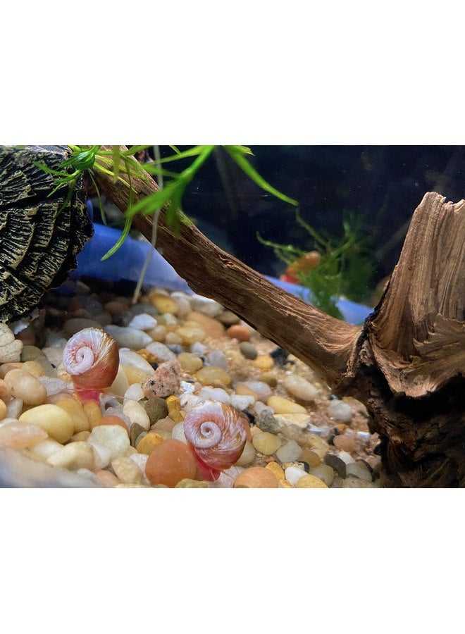 جميع القواقع الحمراء/الوردية - أكثر من 10 قطع إضافية للبرك وأحواض المياه العذبة - الحجم الصغير/الصغير - تم تربيتها بواسطة Bubbles Up Aquatics (الطلب من Bubbles Up Aquatics أو إلغاء ضمان DOA) - Image 4