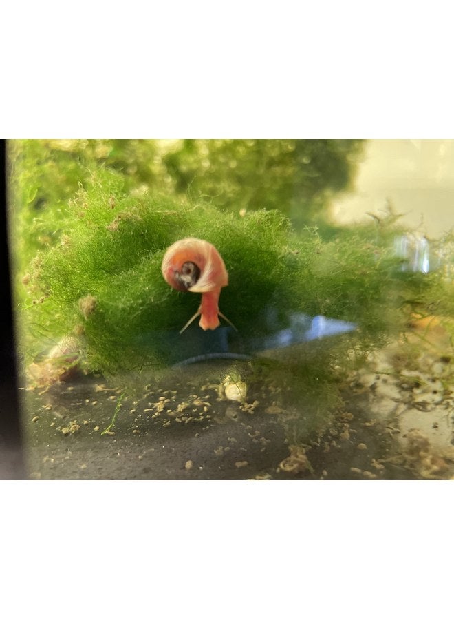 جميع القواقع الحمراء/الوردية - أكثر من 10 قطع إضافية للبرك وأحواض المياه العذبة - الحجم الصغير/الصغير - تم تربيتها بواسطة Bubbles Up Aquatics (الطلب من Bubbles Up Aquatics أو إلغاء ضمان DOA) - Image 3