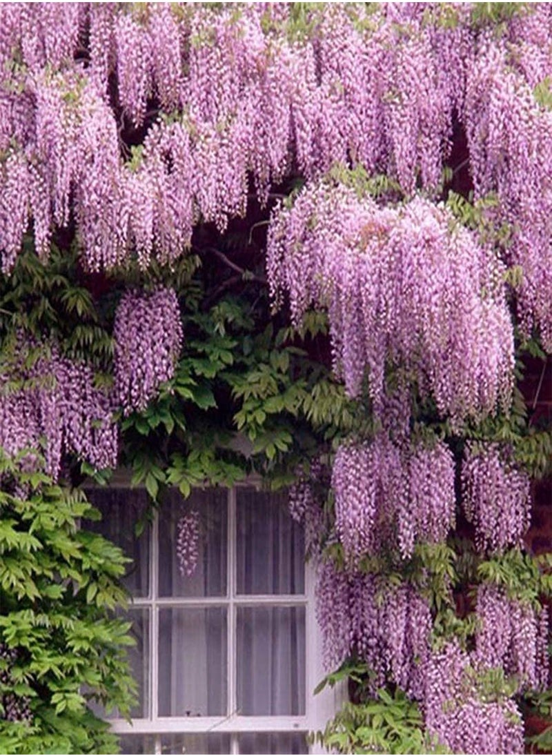 China 100pcs Rare Wisteria sinensis Climber, Hardy  Flower Seeds, Spectacular Decoration for a pergola or Wall - pzsku/Z65AC5B8821011A1C7010Z/45/_/1733739507/e9c173f0-949a-4d7c-a2b8-ddbe4144ca7d