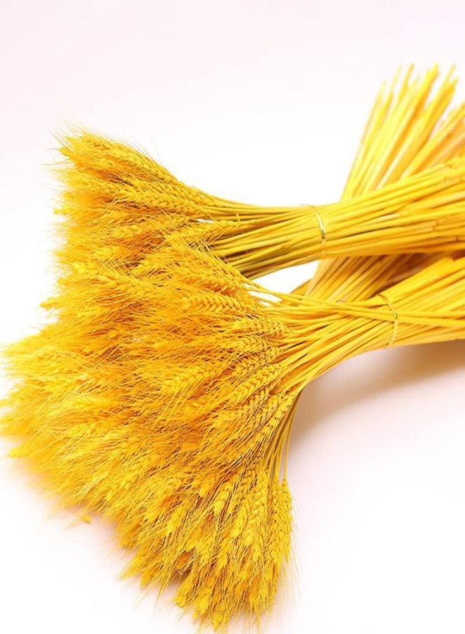 Wheat Stalks, 100Pcs Natural Ear of Wheat Grain Flowers for Home Dining Table Arrangement Flower Art Wedding Decoration - Image 5