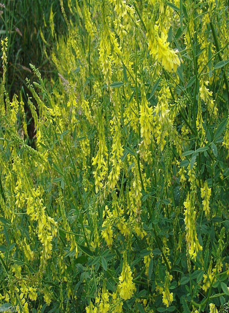 جي جوت 500 بذور البرسيم الحلو، العسل، أغذية الحياة البرية، المراعي، القش، السماد الأخضر والمحاصيل التغطية! - Image 2