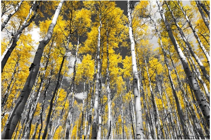 999Store Printed Autumn Yellow Leaves Trees Painting Wall Art (Canvas_18X30 Inches_Multi) - Image 2