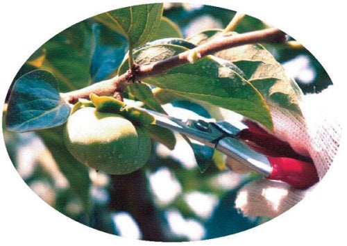 Chikamasa Stainless steel Harvesting Scissors T-500S - Image 4