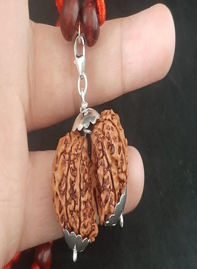 IRIS GEMS Gori Shankar Rudraksha Original Nepali 25 Mm Natural 9 Mukhi Rudraksha Original Certified with A Silver Pendant Brown Bead Joined Gowri Shankar Rudraksha Blessed Maa Parvati & Shiv Ji by IRIS GEMS - Image 3