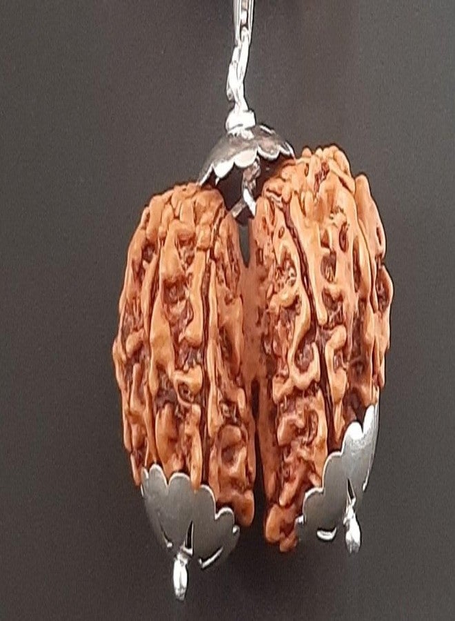 IRIS GEMS Gori Shankar Rudraksha Original Nepali 25 Mm Natural 9 Mukhi Rudraksha Original Certified with A Silver Pendant Brown Bead Joined Gowri Shankar Rudraksha Blessed Maa Parvati & Shiv Ji by IRIS GEMS - Image 4