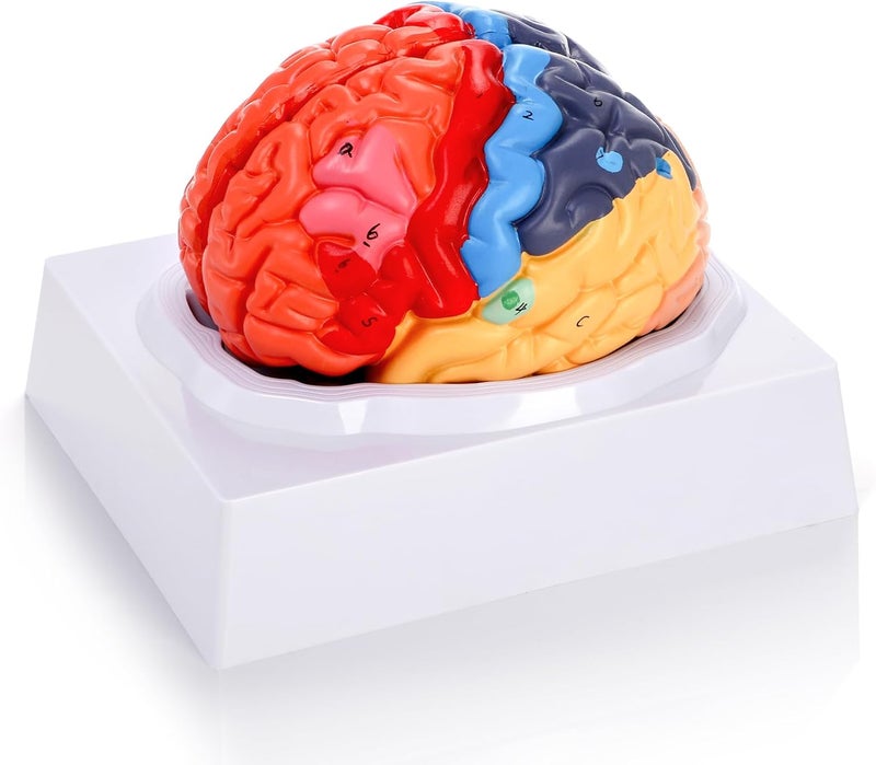 ZENFUN Life-Size Human Brain Anatomical Model, Color-Coded Partitioned Brain, 2 Parts, Anatomically Accurate Brain Model for Science Classroom Study Display Teaching Medical Model - Image 3