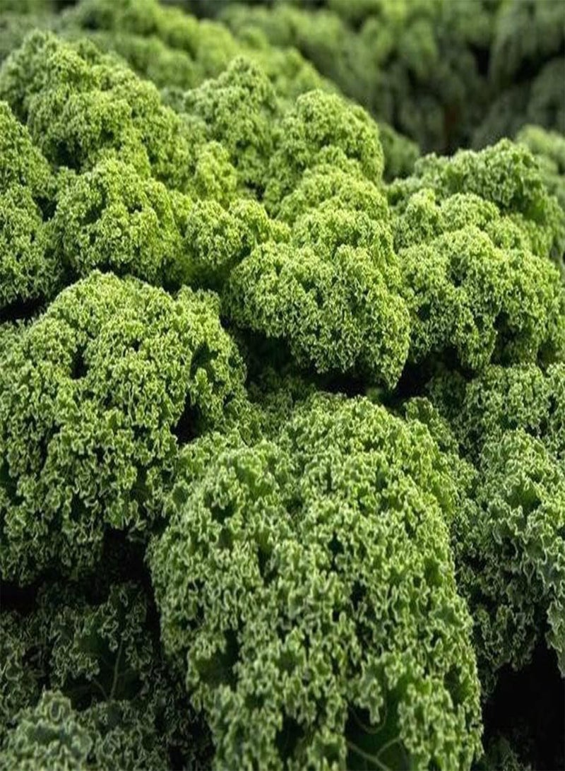 Kale 64K (PKD) Seeds or 1/2 g