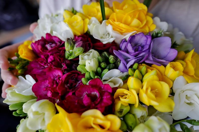 CZ Grain Double Freesia Flower Bulbs for Spring Planting - Mixed Colors for Bouquets - Large Healthy Bulbs - Great for Container or Outdoor Growing (10 Bulbs) - Image 1