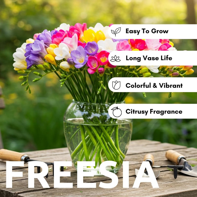 CZ Grain Double Freesia Flower Bulbs for Spring Planting - Mixed Colors for Bouquets - Large Healthy Bulbs - Great for Container or Outdoor Growing (10 Bulbs) - Image 5