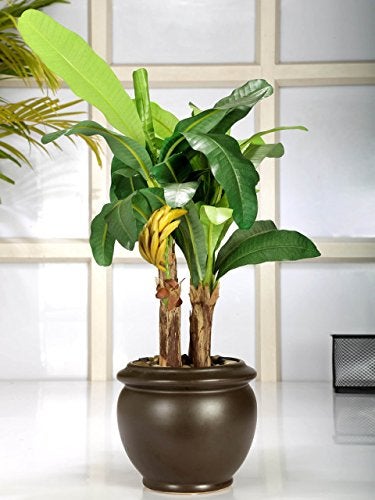 Fourwalls Artificial Ficus Bonsai Plant in a Ceramic Vase for Home and Office Decor (33 Leafs, 47 cm Tall, Mixed Material, Green) - Image 1