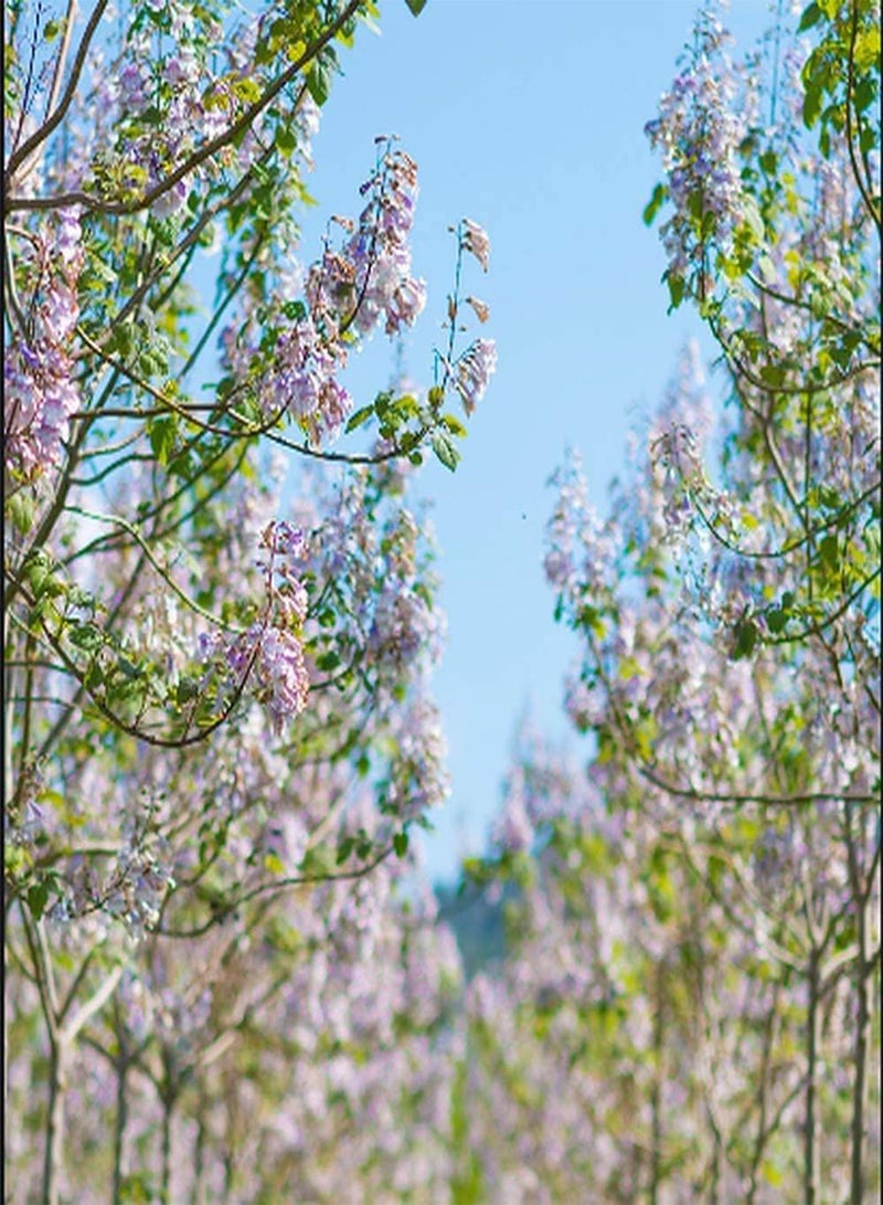 GGOOT 100Pcs Paulownia Seeds for Outdoor Road Planting Beautiful Trunk Petals Purify Environment Add Color to Home Garden Easy to Germinate Suitable for Beginners  - Image 2