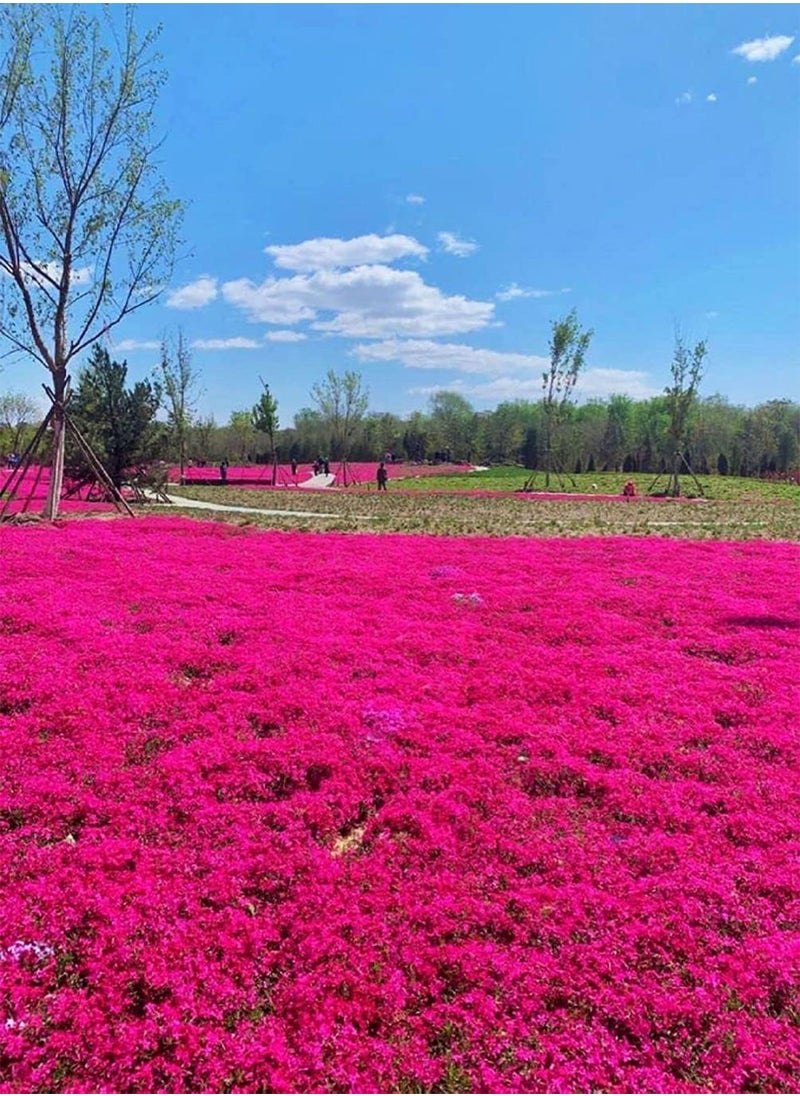 GGOOT - Thyme Seeds|10 Mix Red Creeping Thyme Seeds for Planting- Wooly Creeping Thymus Seeds Dwarf - Image 1