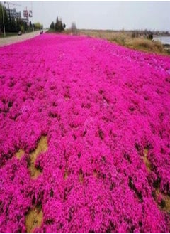 Thyme Seeds|10 Mix Red Creeping Thyme Seeds for Planting- Wooly Creeping Thymus Seeds Dwarf