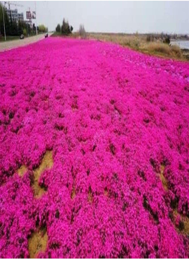 GGOOT - Thyme Seeds|10 Mix Red Creeping Thyme Seeds for Planting- Wooly Creeping Thymus Seeds Dwarf - Image 1