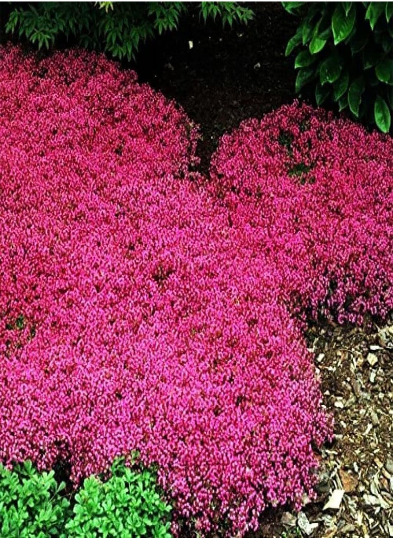 GGOOT - Thyme Seeds|10 Mix Red Creeping Thyme Seeds for Planting- Wooly Creeping Thymus Seeds Dwarf - Image 1