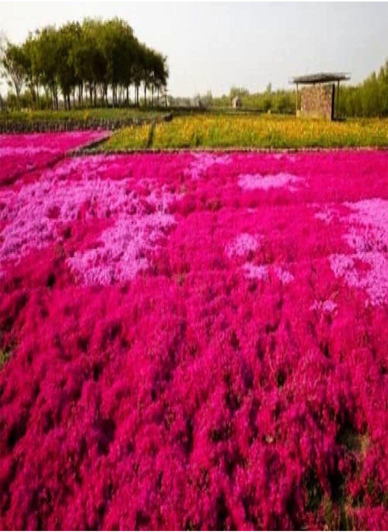 GGOOT - Thyme Seeds|10 Mix Red Creeping Thyme Seeds for Planting- Wooly Creeping Thymus Seeds Dwarf - Image 1