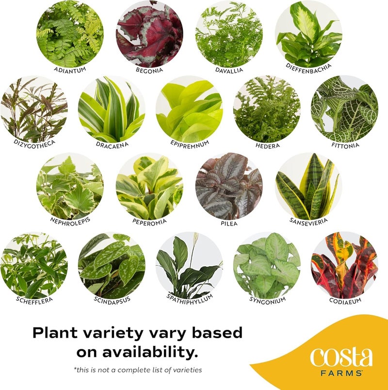 Costa Farms Live Indoor Plant Bundle in Decorative Pots, Easy to Maintain, Air Purifying Indoor Houseplants, Assorted Varieties, Room or Office Decor, House Warming Gift, 8-12 Inches Tall, Pack of 2 - Image 3