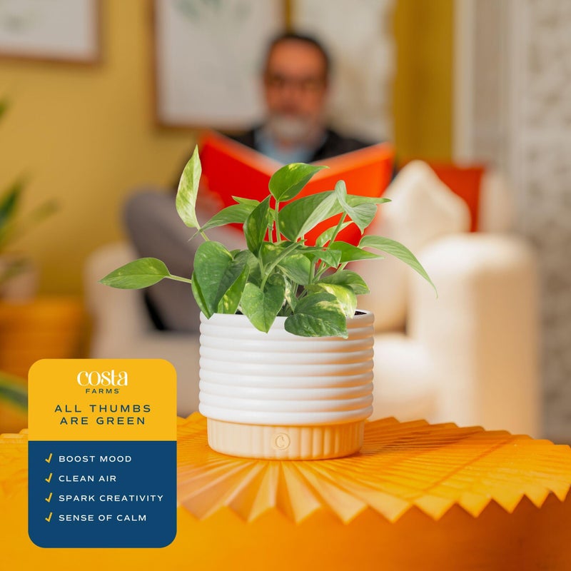 Costa Farms Live Indoor Plant Bundle in Decorative Pots, Easy to Maintain, Air Purifying Indoor Houseplants, Assorted Varieties, Room or Office Decor, House Warming Gift, 8-12 Inches Tall, Pack of 2 - Image 5