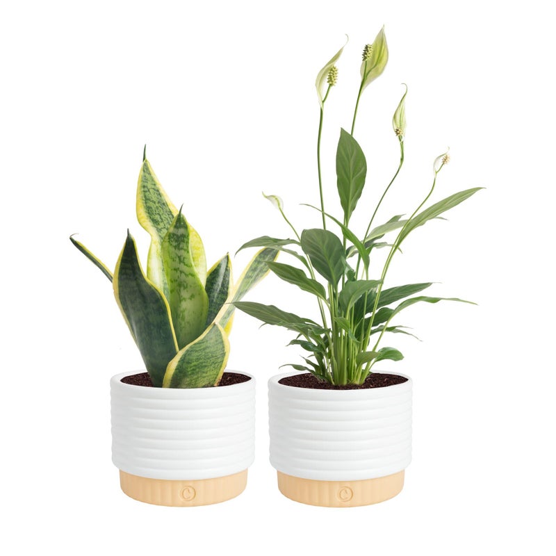 Costa Farms Live Indoor Plant Bundle in Decorative Pots, Easy to Maintain, Air Purifying Indoor Houseplants, Assorted Varieties, Room or Office Decor, House Warming Gift, 8-12 Inches Tall, Pack of 2 - Image 1