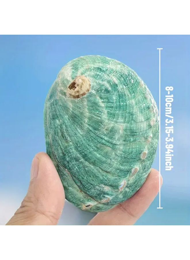 Handmade Abalone Shell S Size Natural Aquarium Decor Fish Tank Ornament Home - Image 5
