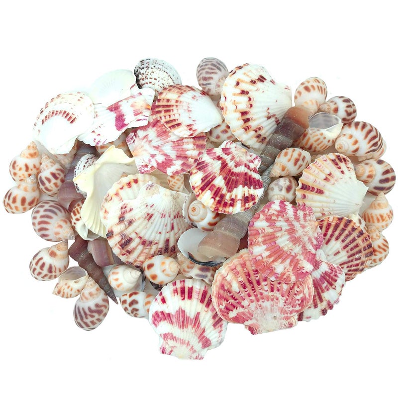 JZMYXA Sea Shells Mixed Beach Seashells Various Maximum Sizes up to 2 Inches Shells Approx 80 Pieces Seashells