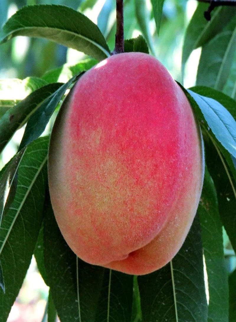 GGOOT 10Pcs Peach Seeds Sweet Juicy Perennial Heirloom Fruits Easy to Plant for Gardeners Home Gardening Planting Popular Fruit Tree - Image 2