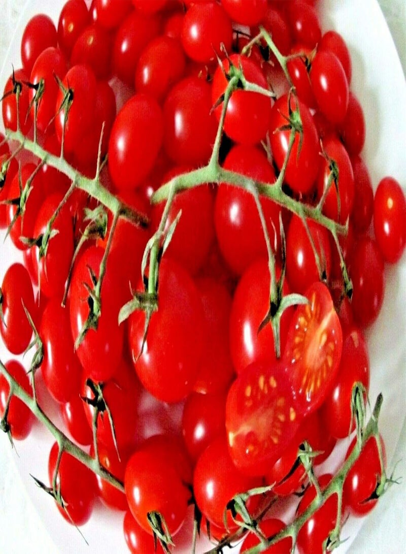 جي جوت 25 بذور طماطم صغيرة حلوة جدًا