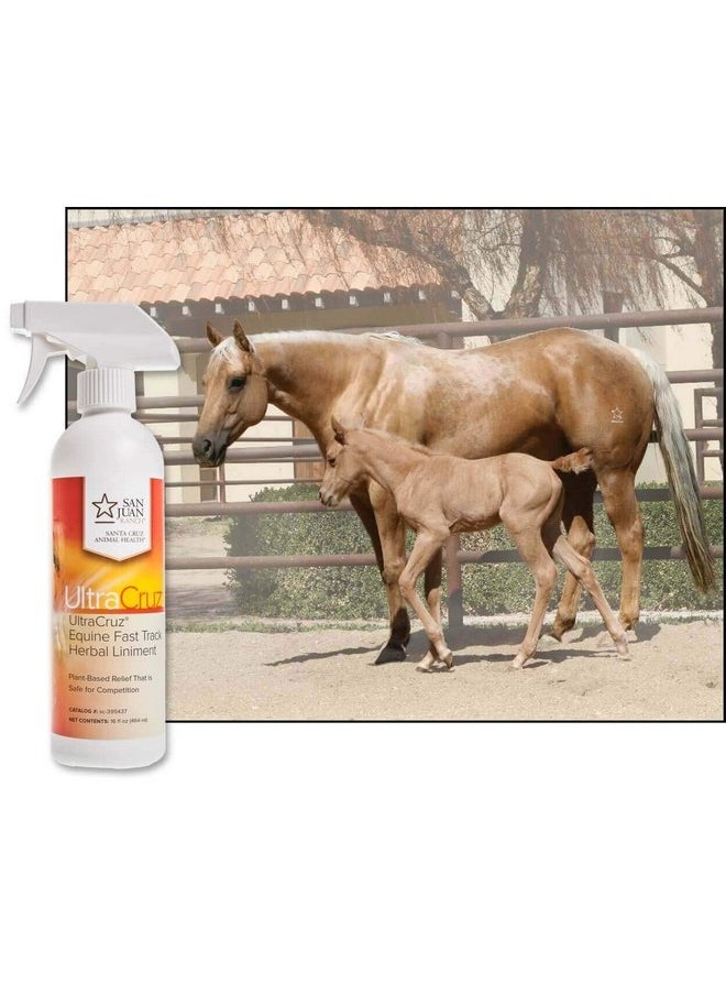 UltraCruz UltraCruz Veterinary Fast Track Herbal Liniment for Horses, 16 oz  - Image 3