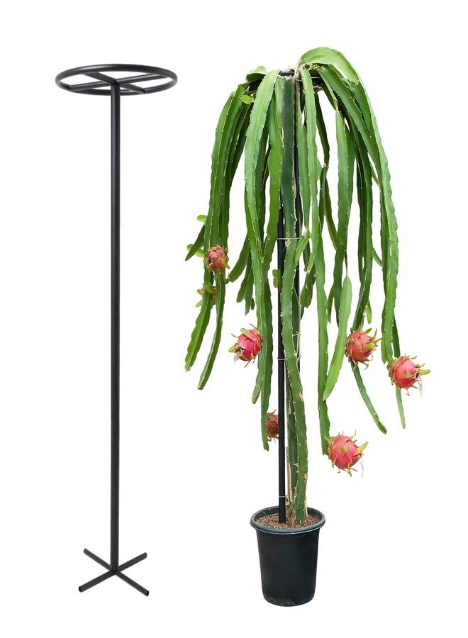 GOOOXIM 14"x14"x60" Dragon Fruit Trellis - Durable Metal Vertical Support Frame for Climbing Plants, Easy Assembly with Instructions, for Dragon Fruit Enthusiasts - Image 1