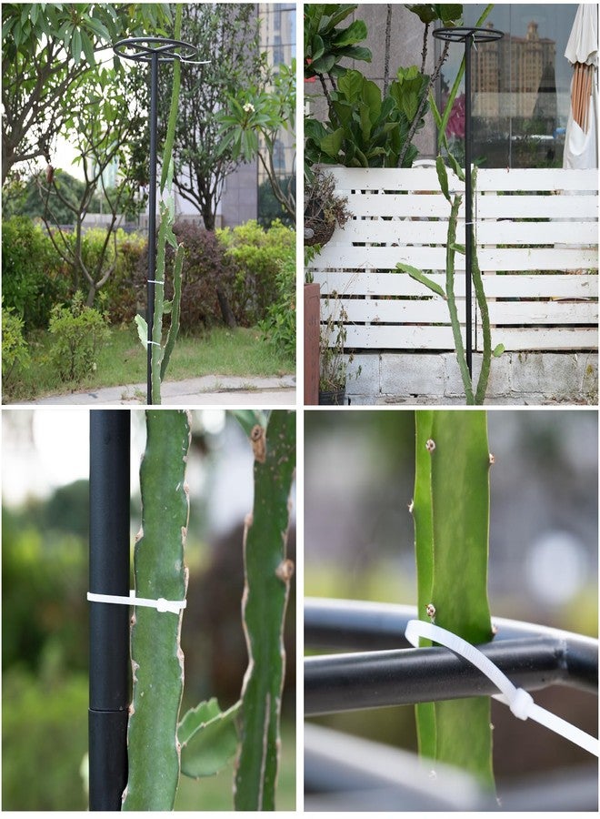 GOOOXIM 14"x14"x60" Dragon Fruit Trellis - Durable Metal Vertical Support Frame for Climbing Plants, Easy Assembly with Instructions, for Dragon Fruit Enthusiasts - Image 4