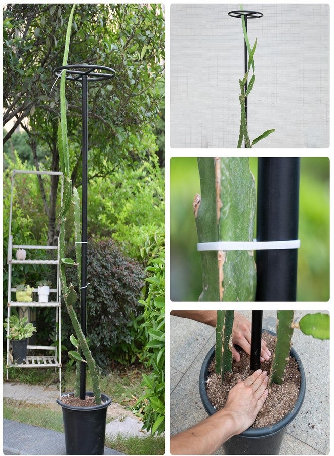 GOOOXIM 14"x14"x60" Dragon Fruit Trellis - Durable Metal Vertical Support Frame for Climbing Plants, Easy Assembly with Instructions, for Dragon Fruit Enthusiasts - Image 5