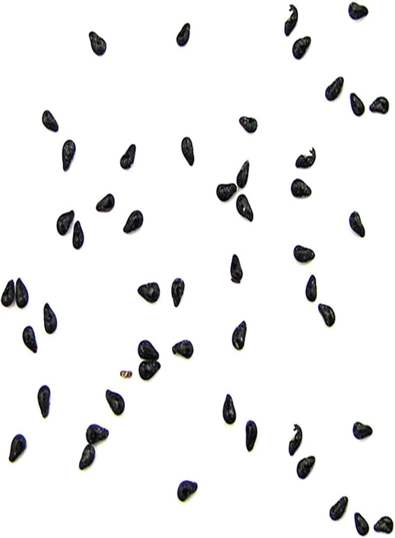 GGOOT 500Pcs/Bag Pitaya Seeds Perennials Easy to Plant Eco-Friendly Houseplants Indoor Outdoor Seedlings for Garden - White - Image 1