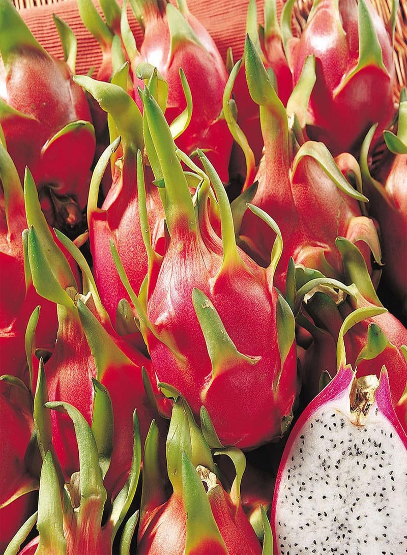 GGOOT 500Pcs/Bag Pitaya Seeds Perennials Easy to Plant Eco-Friendly Houseplants Indoor Outdoor Seedlings for Garden - White - Image 5