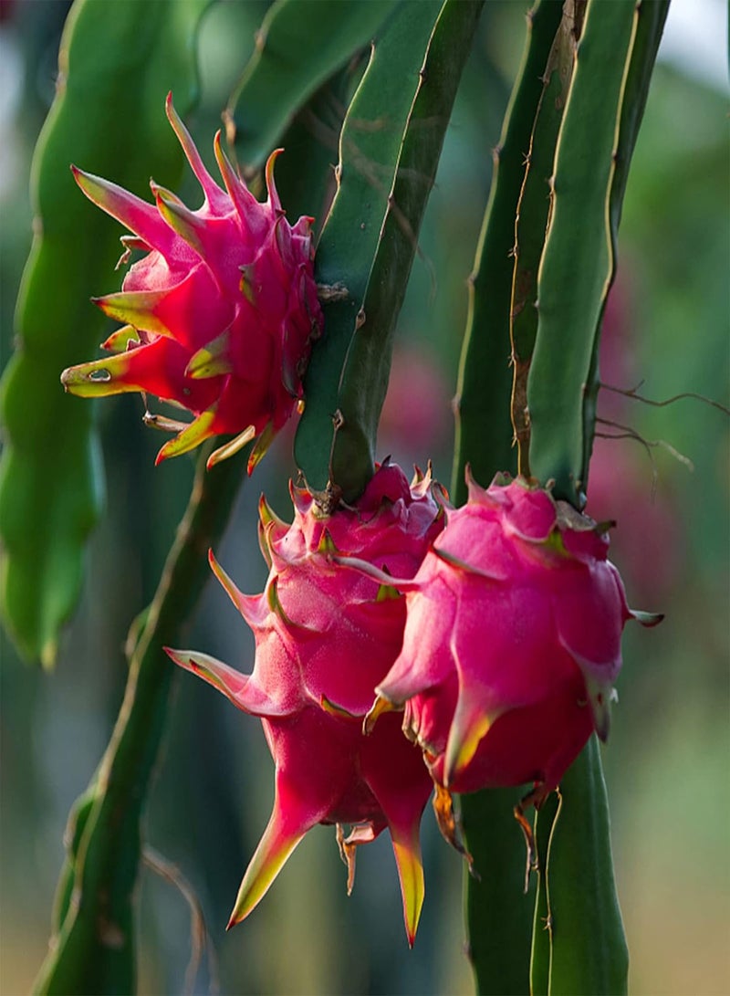 GGOOT 500Pcs/Bag Pitaya Seeds Perennials Easy to Plant Eco-Friendly Houseplants Indoor Outdoor Seedlings for Garden - White - Image 3