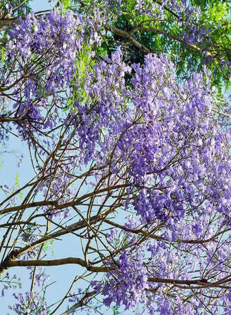 جي جوت بذور شجرة الجاكارندا، بذور شجرة الجاكارندا الميموزيفوليا للزراعة في حديقة المنزل (10) - Image 3