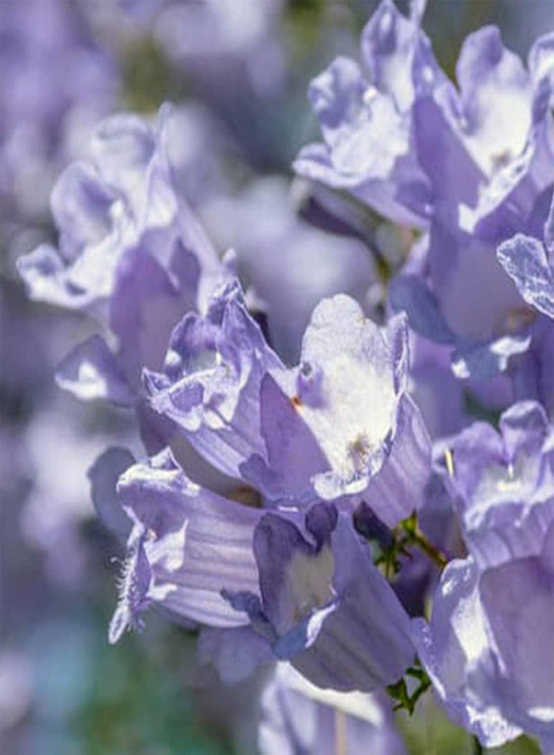 جي جوت بذور شجرة الجاكارندا، بذور شجرة الجاكارندا الميموزيفوليا للزراعة في حديقة المنزل (10) - Image 5