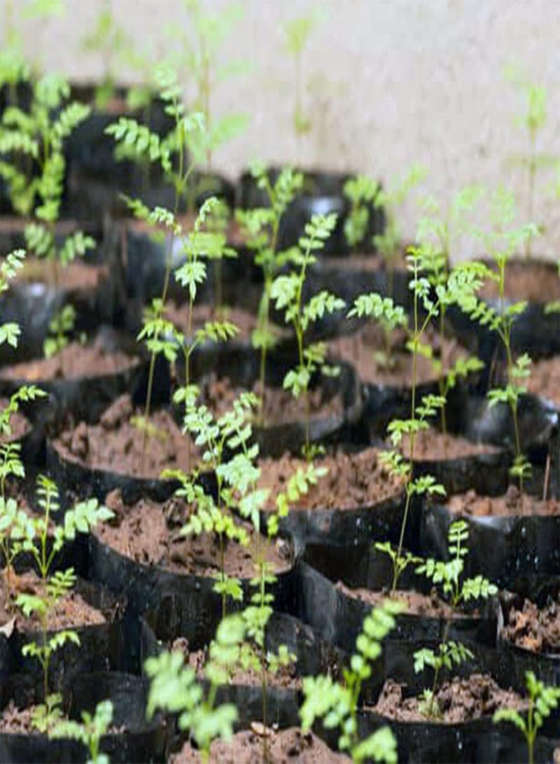 جي جوت بذور شجرة الجاكارندا، بذور شجرة الجاكارندا الميموزيفوليا للزراعة في حديقة المنزل (10) - Image 4