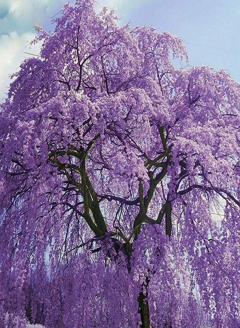 جي جوت بذور شجرة الجاكارندا، بذور شجرة الجاكارندا الميموزيفوليا للزراعة في حديقة المنزل (10) - Image 2