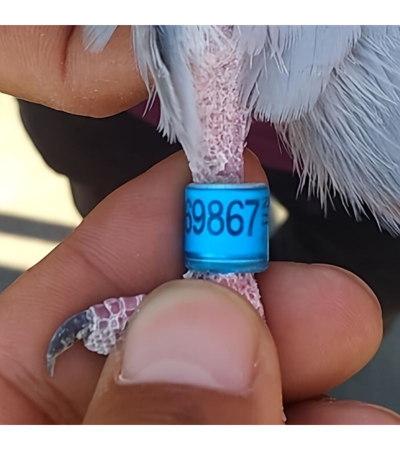 مجموعة داكنة اللون الأخضر مكونة من 25 حلقة تعريف لأرجل الحمام بأرقام مشفرة فريدة - Image 3